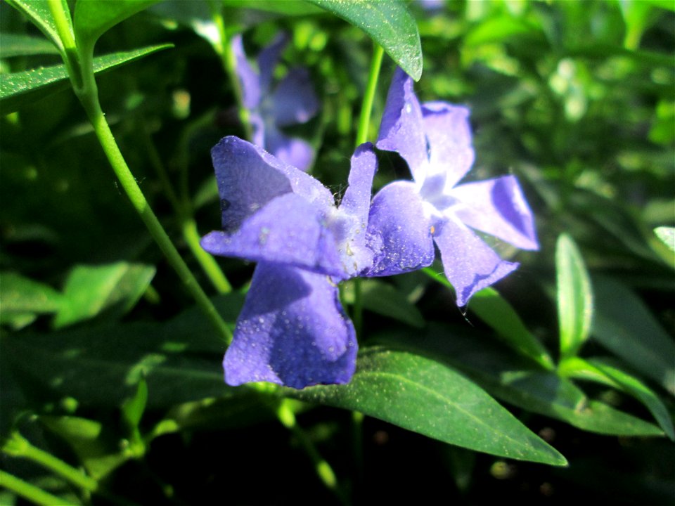 Kleines Immergrün (Vinca minor) im Güdinger Allmet