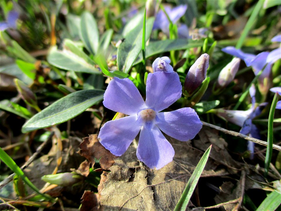 Kleines Immergrün (Vinca minor) am Straßenrand in Brebach