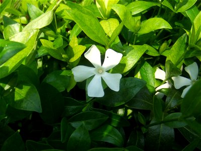 Vinca minor, picture taken at the Botanische tuin TU Delft in Delft, The Netherlands photo