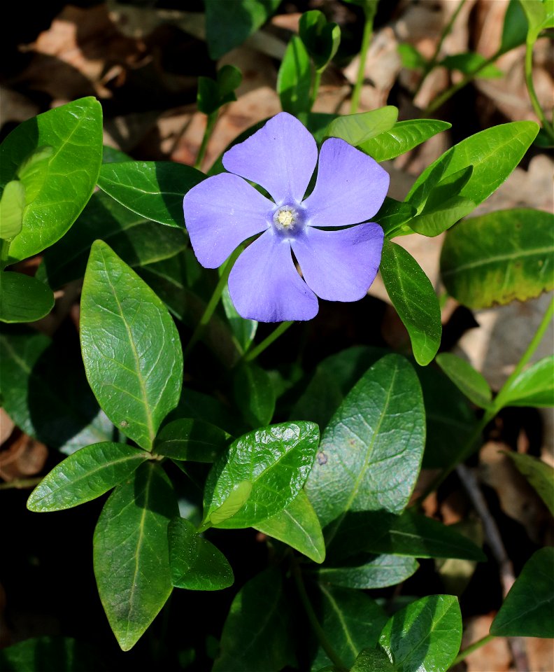 Lesser periwinkle (Vinca minor). Ukraine.