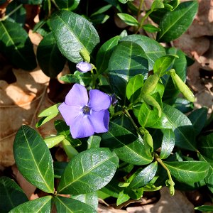 Lesser periwinkle (Vinca minor). Ukraine. photo