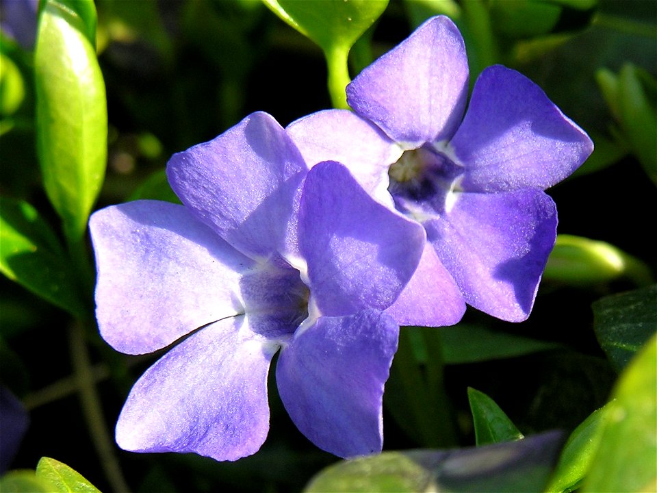 lt:Mažoji žiemė (Vinca minor)
Šeima. lt:Stepukiniai (Apocynaceae)

Fotografavo: Algirdas, 2006 m. gegužės 3 d.