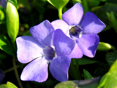 lt:Mažoji žiemė (Vinca minor)
Šeima. lt:Stepukiniai (Apocynaceae)

Fotografavo: Algirdas, 2006 m. gegužės 3 d.