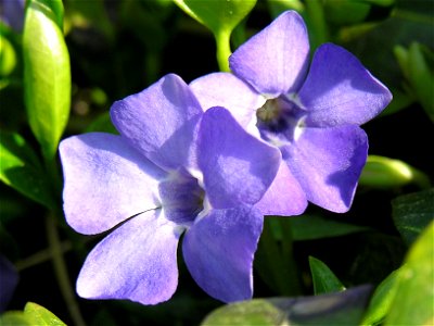 lt:Mažoji žiemė (Vinca minor) Šeima. lt:Stepukiniai (Apocynaceae) Fotografavo: Algirdas, 2006 m. gegužės 3 d. photo