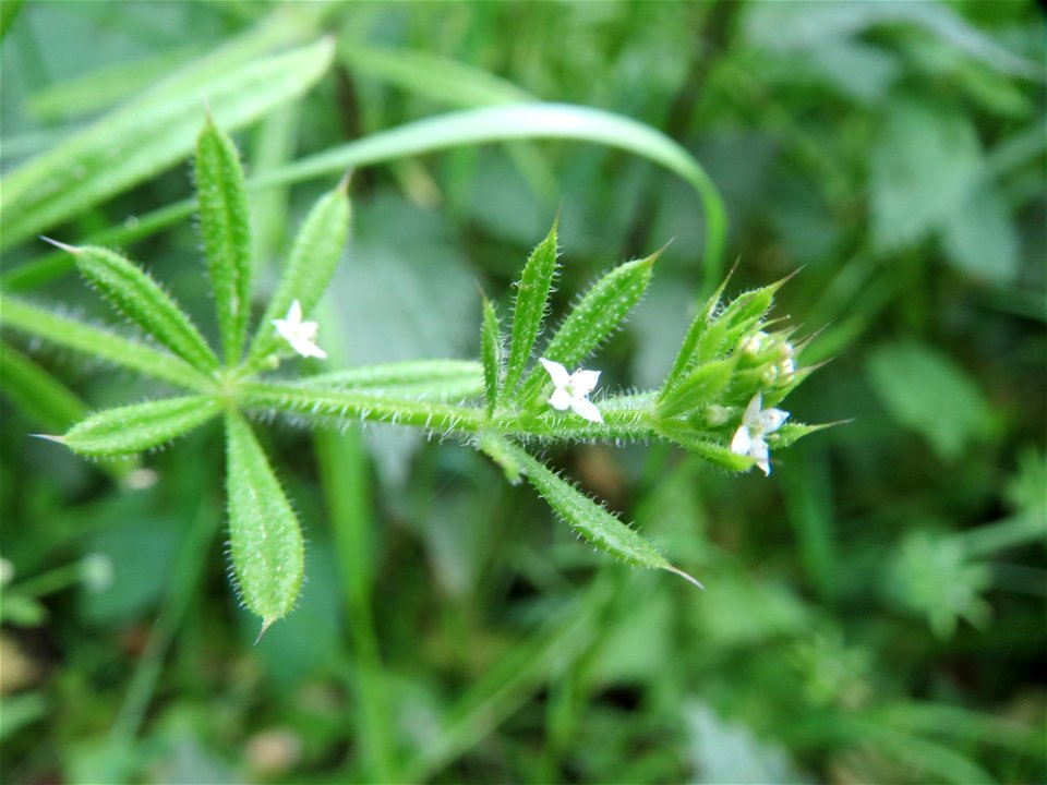 Kletten-Labkraut (Galium aparine) im Waldschutzgebiet "Schwetzinger Hardt"