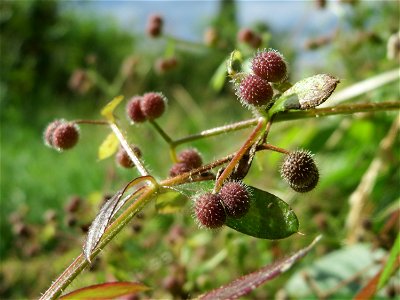 Kletten-Labkraut (Galium aparine) im Naturschutzgebiet Bachwiesen/Leopoldswiesen im Hockenheimer Rheinbogen