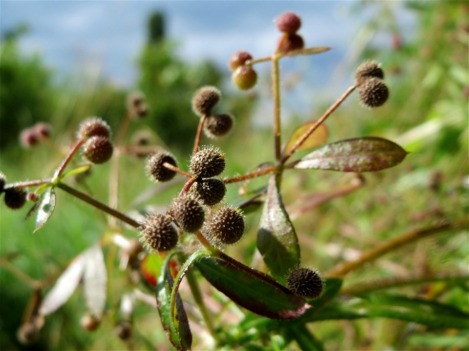 Kletten-Labkraut (Galium aparine) im Naturschutzgebiet Bachwiesen/Leopoldswiesen im Hockenheimer Rheinbogen