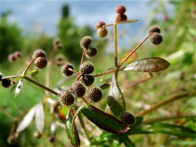 Kletten-Labkraut (Galium aparine) im Naturschutzgebiet Bachwiesen/Leopoldswiesen im Hockenheimer Rheinbogen