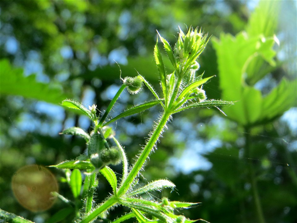 Kletten-Labkraut (Galium aparine) im Naturschutzgebiet „Marlach“ im Landschaftsschutzgebiet „Hockenheimer Rheinbogen“