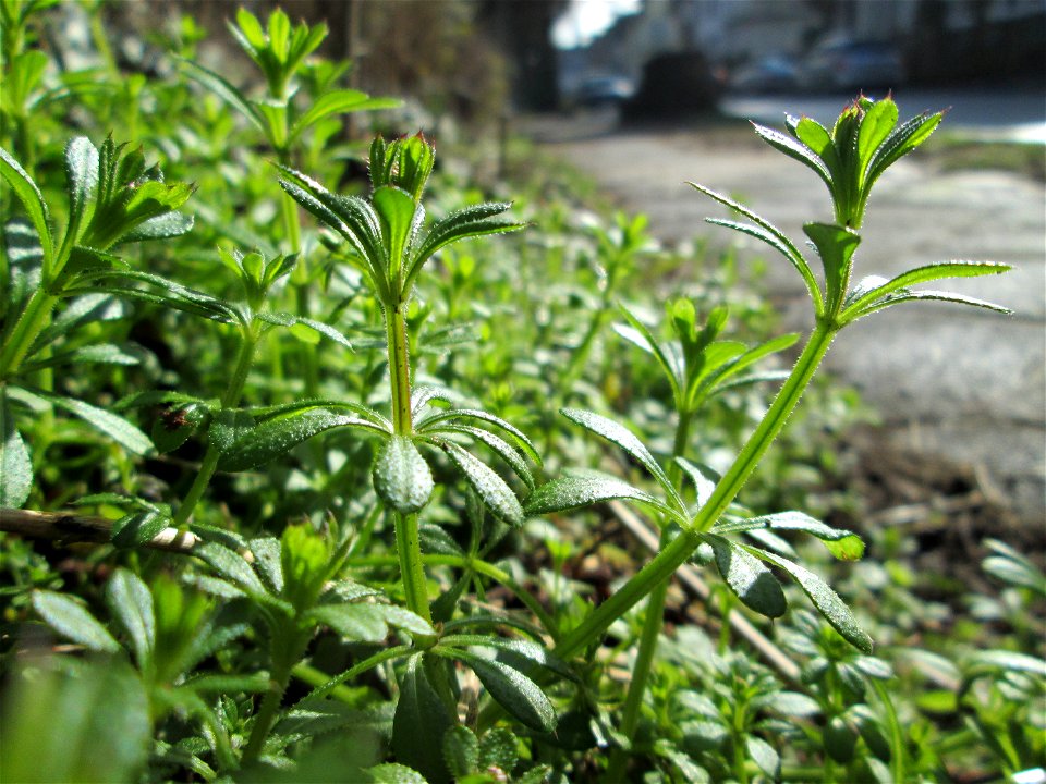 Kletten-Labkraut (Galium aparine) in Sankt Arnual - das ist das Kraut, dessen Früchte bei einem Waldspaziergang immer an den Socken hängen bleiben