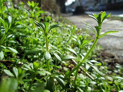 Kletten-Labkraut (Galium aparine) in Sankt Arnual - das ist das Kraut, dessen Früchte bei einem Waldspaziergang immer an den Socken hängen bleiben