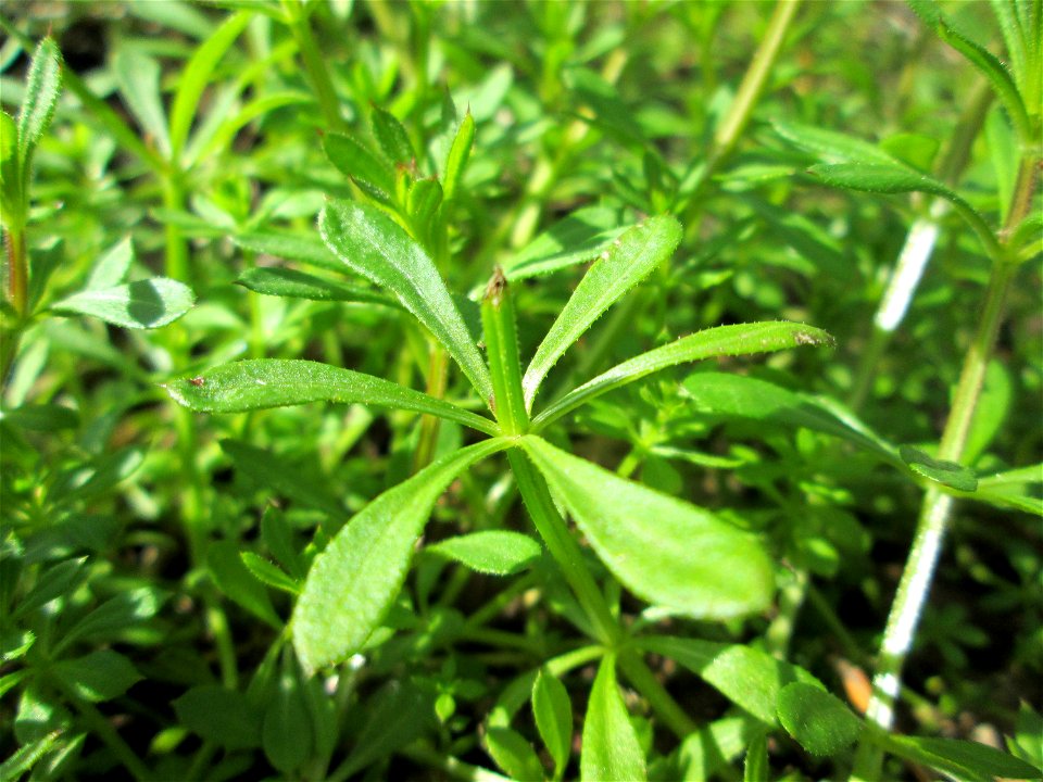 Kletten-Labkraut (Galium aparine) im Naturschutzgebiet „Alter Kraichbach hinter den Bergen“ im Hockenheimer Rheinbogen