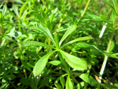 Kletten-Labkraut (Galium aparine) im Naturschutzgebiet „Alter Kraichbach hinter den Bergen“ im Hockenheimer Rheinbogen