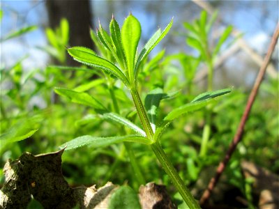 Kletten-Labkraut (Galium aparine) im Naturschutzgebiet „Alter Kraichbach hinter den Bergen“ im Hockenheimer Rheinbogen