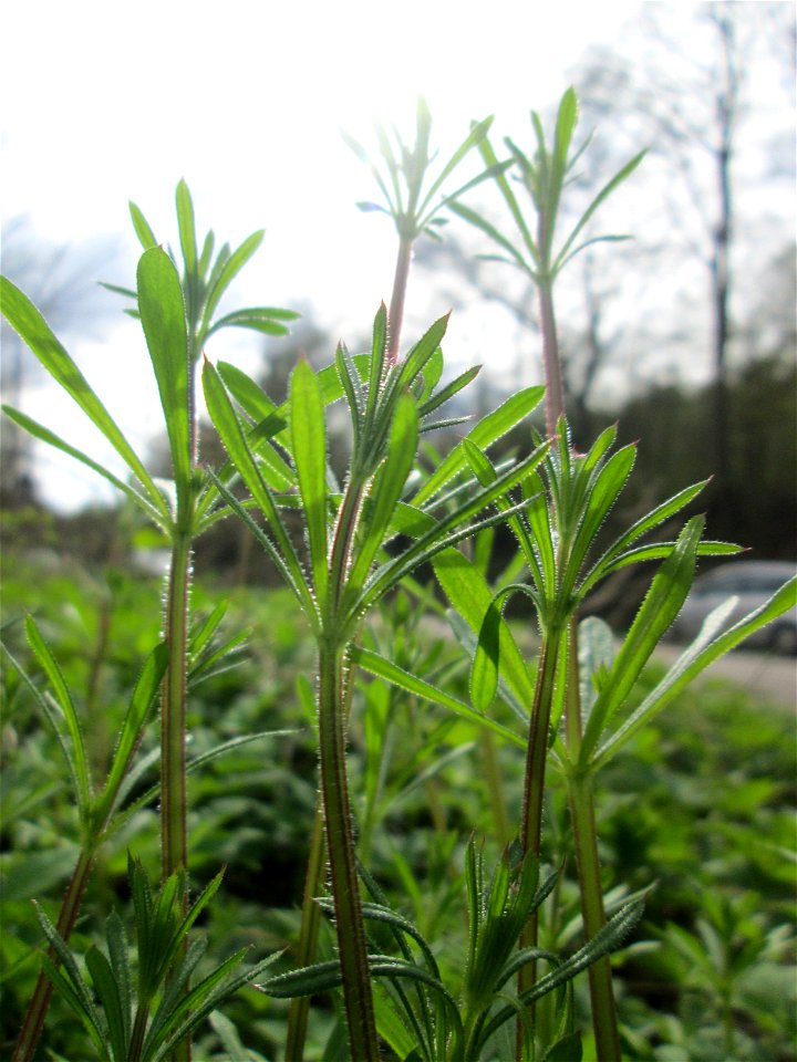 Kletten-Labkraut (Galium aparine) im Deutschmühlental in Alt-Saarbrücken