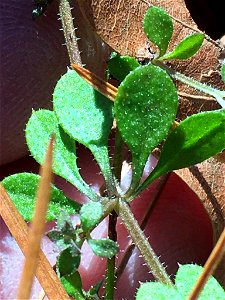 catchweed bedstraw (Galium aparine)