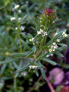 Galium aparine Flowers close up, in Sierra Madrona, Spain
