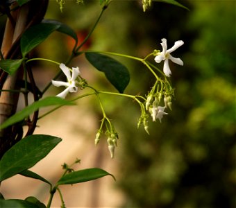 Star-jasmine or Confederate-jasmine