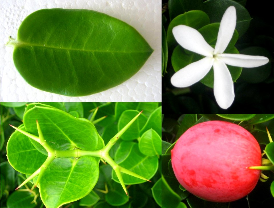 Carissa grandiflora (natal plum): leaf, flower, thorns and fruit