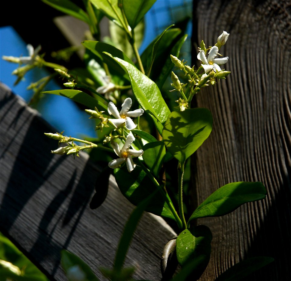 Star-jasmine or Confederate-jasmine. The label attached to this plant was Rhynchospermum jasminoides