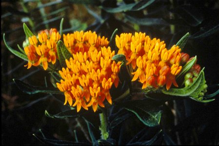 Image title: Butterfly weed
Image from Public domain images website, http://www.public-domain-image.com/full-image/flora-plants-public-domain-images-pictures/flowers-public-domain-images-pictures/wild