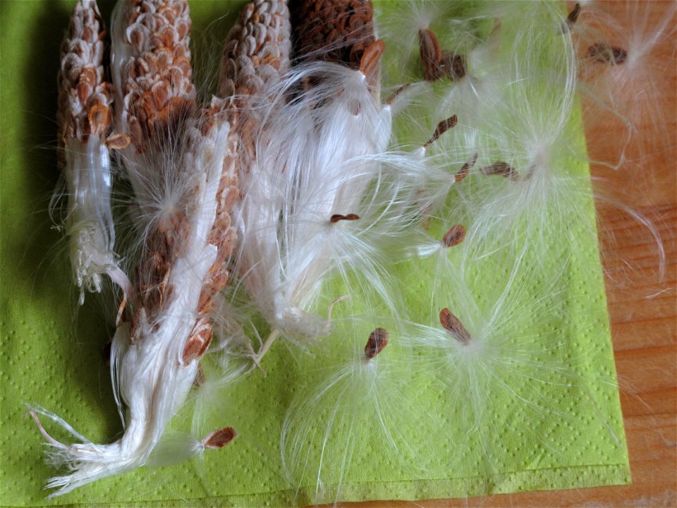 Fruits of Asclepias syriata used as decoration for their parrot looking.
