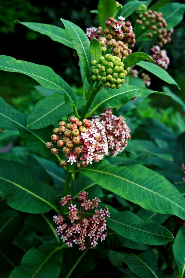 Asclepias syriaca from Botanical Garden of Charles University in Prague, Czech Republic