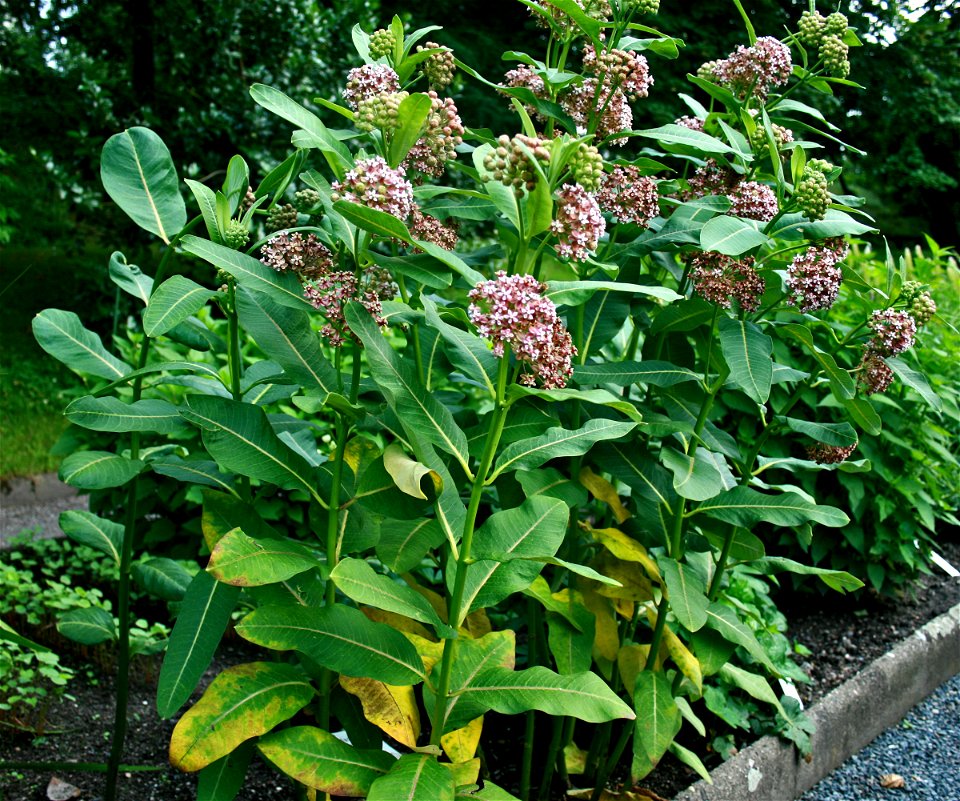 Asclepias syriaca from Botanical Garden of Charles University in Prague, Czech Republic