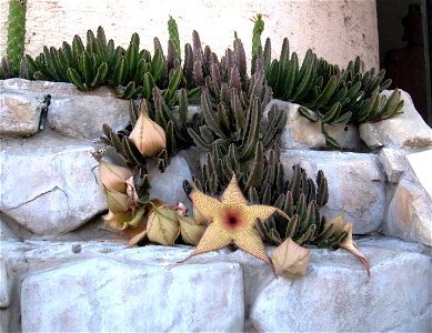I have no idea what the name of this cactus flower is. Was taken in Leon Guanajuato Mexico. Can anyone identify it? photo