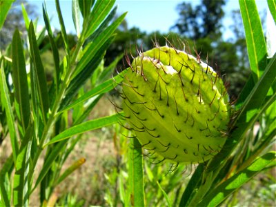 Gomphocarpus physocarpus