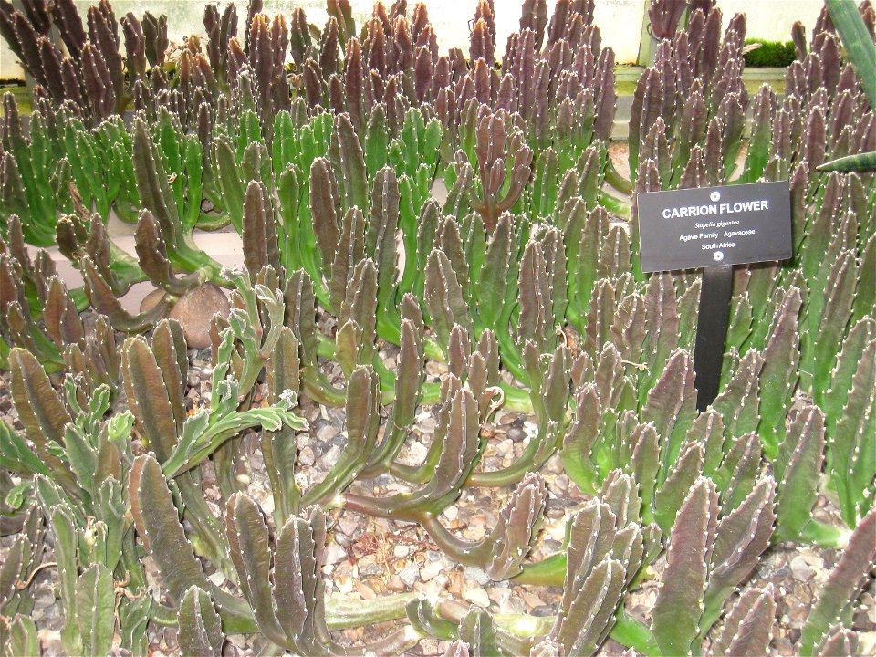 Stapelia gigantea specimen in the Buffalo and Erie Country Botanical Gardens, Buffalo, New York, USA.
