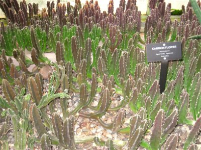 Stapelia gigantea specimen in the Buffalo and Erie Country Botanical Gardens, Buffalo, New York, USA.