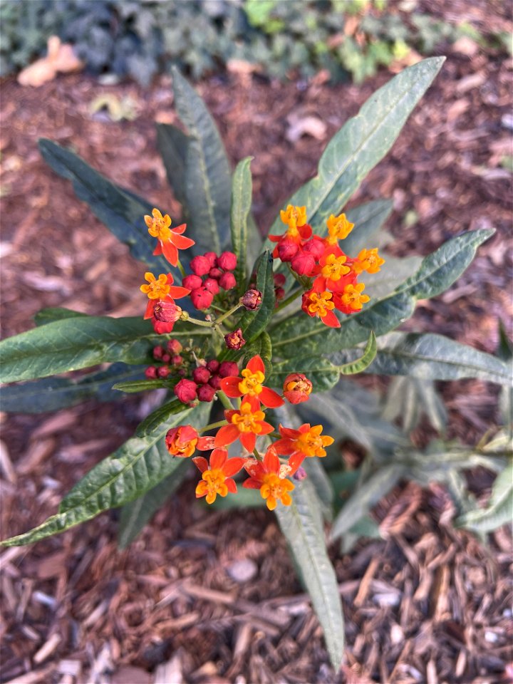 tropical milkweed (Asclepias curassavica) photo