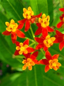 Flowers of the tropical milkweed plant, Asclepias curassavica photo