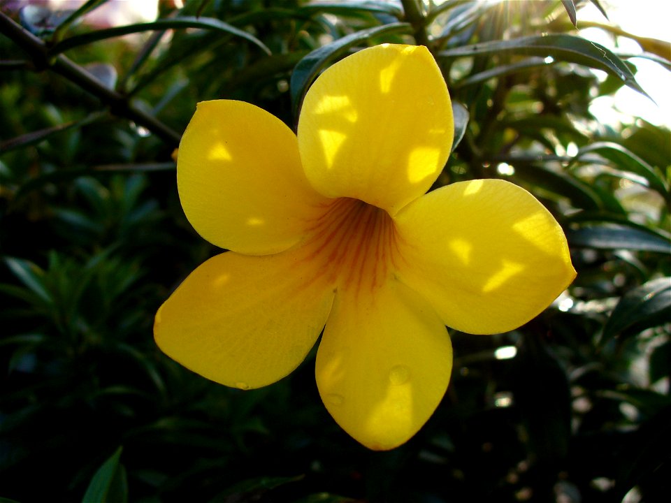 I am the originator of this photo. I hold the copyright. I release it to the public domain. This photo depicts a flower.