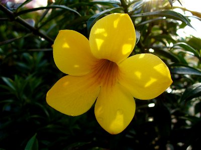 I am the originator of this photo. I hold the copyright. I release it to the public domain. This photo depicts a flower.