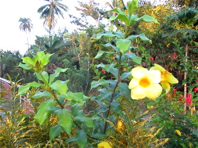 Golden trumpet (Allamanda cathartica) along the roadside in Wacu Laea village, northeastern Buton Island, Southeast Sulawesi, Indonesia