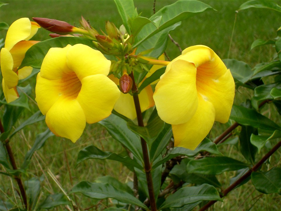 Allamanda neriifolia