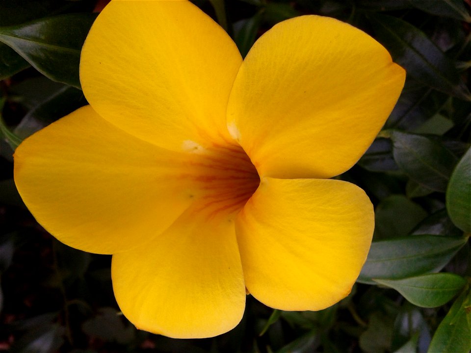 அல்லமந்தா
Botanical name - Allamanda cathartica
Common name: Golden Trumpet Vine 
Allamanda cathartica
Has been used to treat liver tumors, jaundice   and malaria; Found useful in 
acute abdominal pai