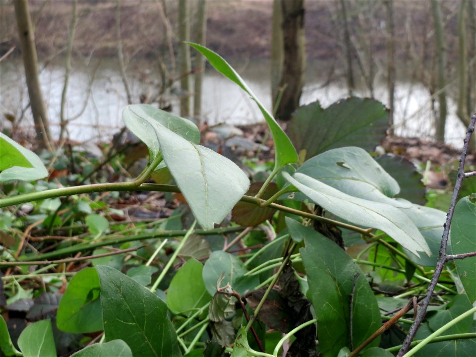 Grundblätter vom Großen Immergrün (Vinca major) in Saarbrücken