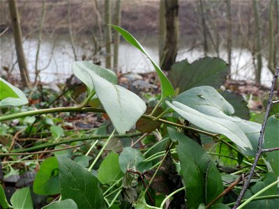 Grundblätter vom Großen Immergrün (Vinca major) in Saarbrücken