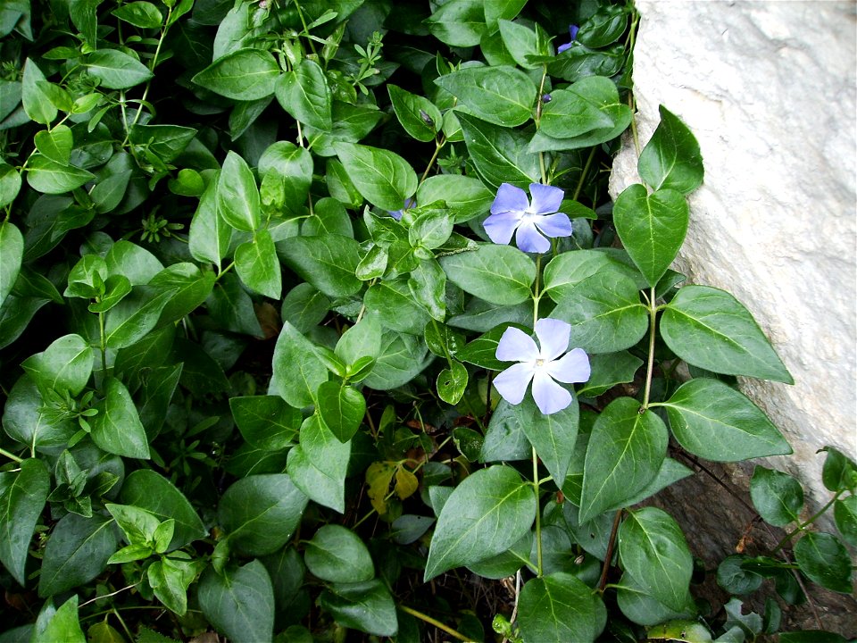 Vinca major
Image:Vinca_pervinca_12_maig.jpg

My own work Castelltallat May 2006
