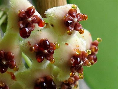 Close-up of a flower on a Hoya kerrii in pot in june 2015.