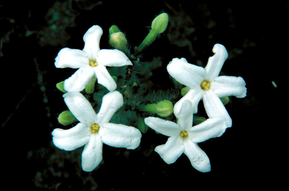 Image title: Partridgeberry whte flowers mitchella repens
Image from Public domain images website, http://www.public-domain-image.com/full-image/flora-plants-public-domain-images-pictures/flowers-publ