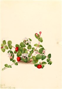 Partridgeberry (Mitchella repens)