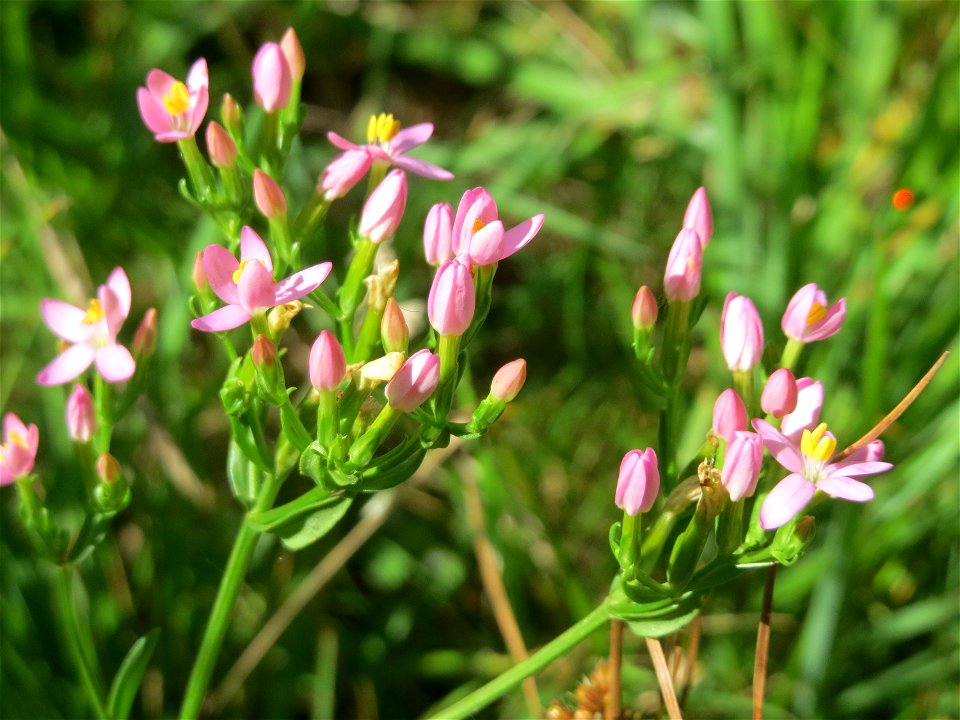 Echtes Tausendgüldenkraut (Centaurium erythraea) im Naturschutzgebiet „St. Arnualer Wiesen“ photo