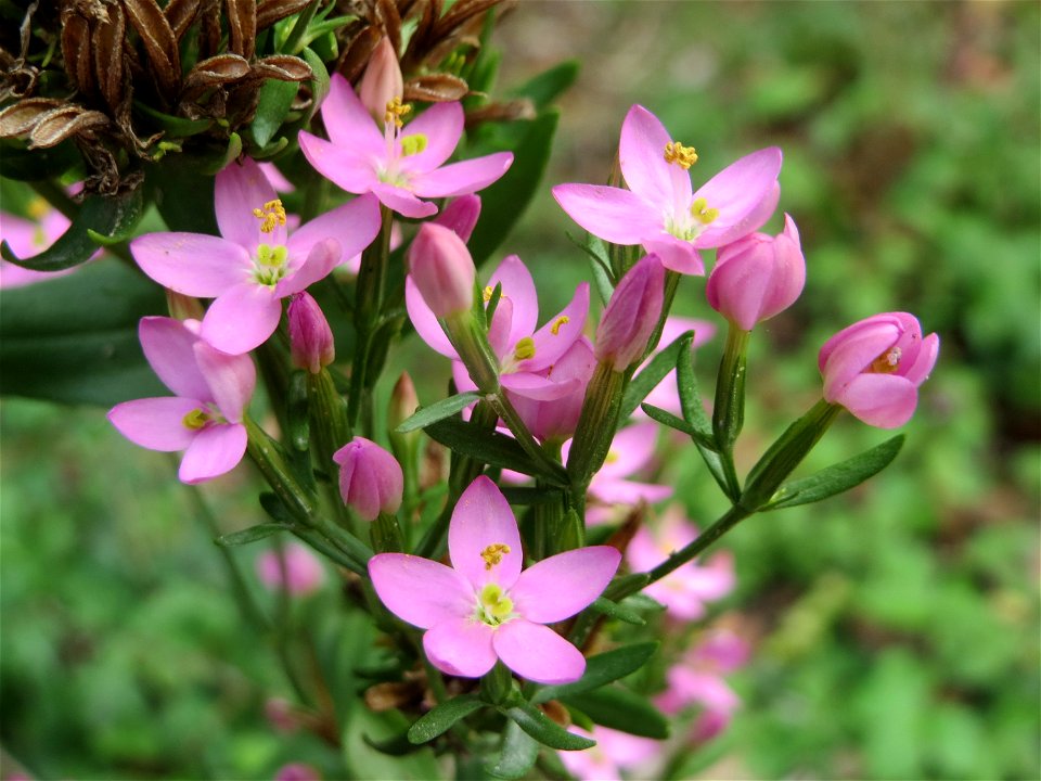 das eher seltene Echtes Tausendgüldenkraut (Centaurium erythraea) an einem Randstreifen der Rheinbahn in der Schwetzinger Hardt mit binnendünenartiger Vegetation photo