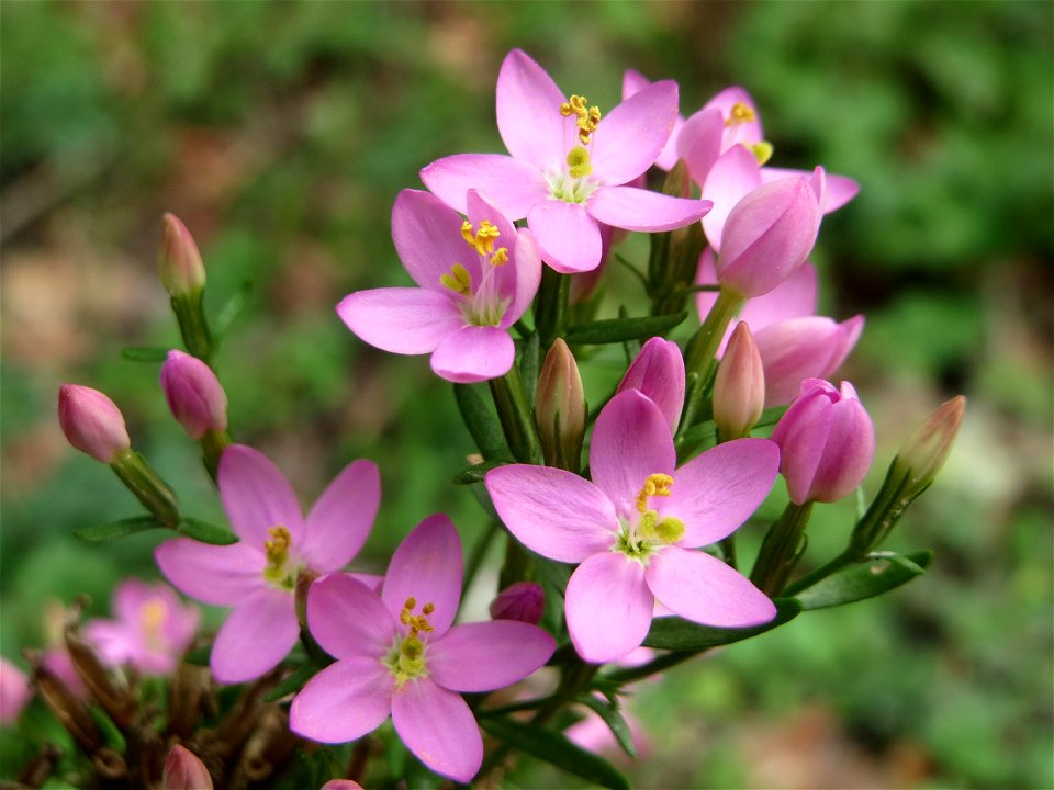das eher seltene Echtes Tausendgüldenkraut (Centaurium erythraea) an einem Randstreifen der Rheinbahn in der Schwetzinger Hardt mit binnendünenartiger Vegetation