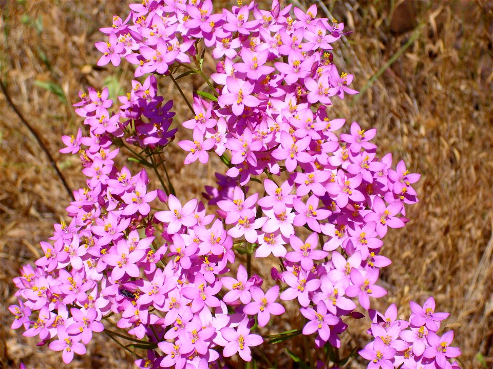 Centaurium erythraea close up, Sierra Madrona, Spain