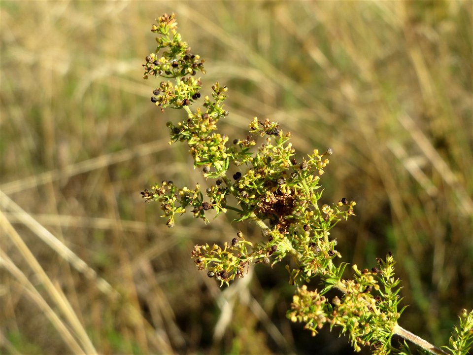 Echtes Labkraut (Galium verum) in Hockenheim